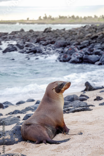 Beautiful peaceful sea lions sunbathing in a beach at the Galapagos Islands, Ecuador