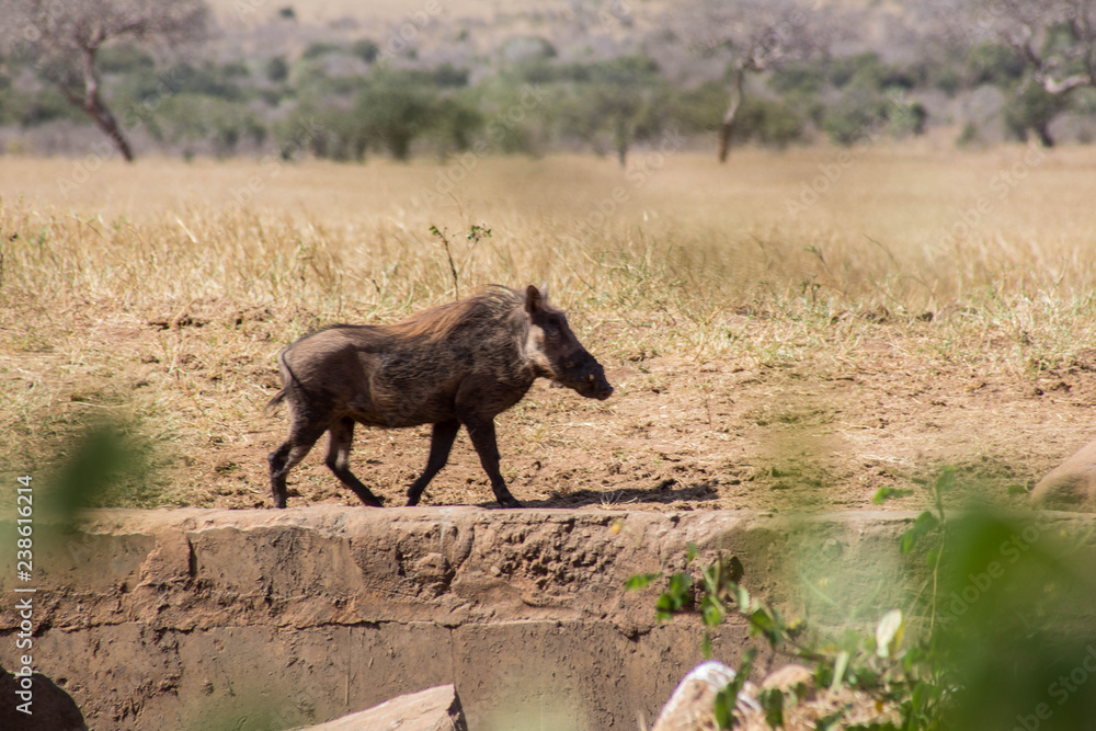 Fototapeta premium Warzenschwein
