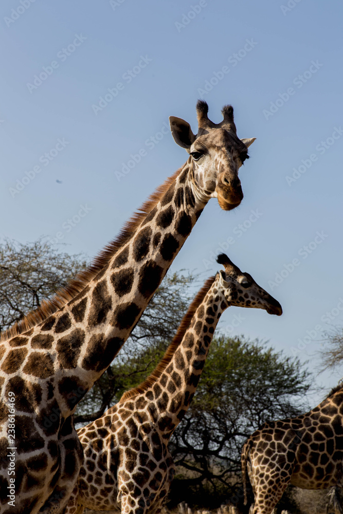 Obraz premium Giraffe