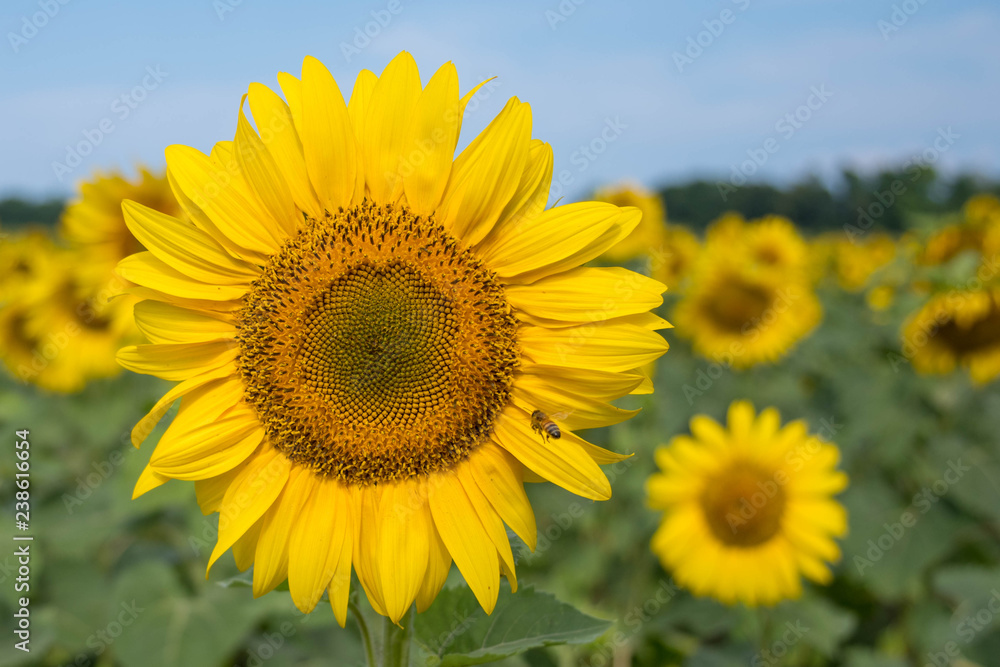 Sunflower with flying bee