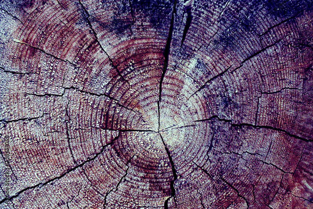 Cross-section of the old tree. background of wooden plank texture wall with selected tone color. Abstract background of an old wooden wall with a bright texture. paint ultraviolet