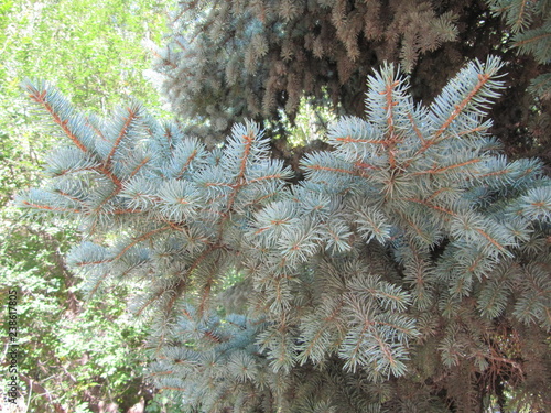 Pine tree brunches, spruce.