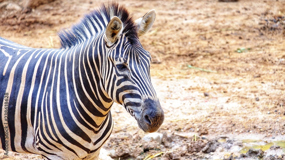A Single Zebra Standing On the Soil Ground And Looking Around A Single Zebra Standing On the Soil Ground And Looking Around