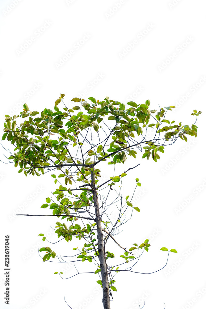 Tropical tree leaves with branches on white isolated background for green foliage backdrop Tropical tree leaves with branches on white isolated background for green foliage backdrop