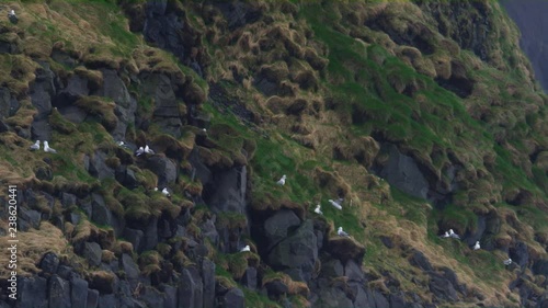 A Seagull Flying and the Mountainside on the Background. photo