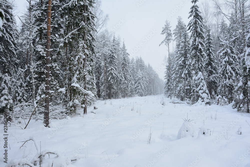 glade covered with snow in the winter forest during snowfall glade covered with snow in the winter forest during snowfall
