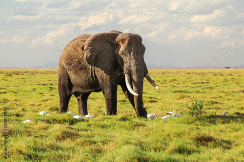 African bush elephant  Loxodonta africana  walking on grass  few white herons next to his legs. Amboseli  Kenya