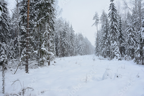 glade covered with snow in the winter forest during snowfall © neprolet