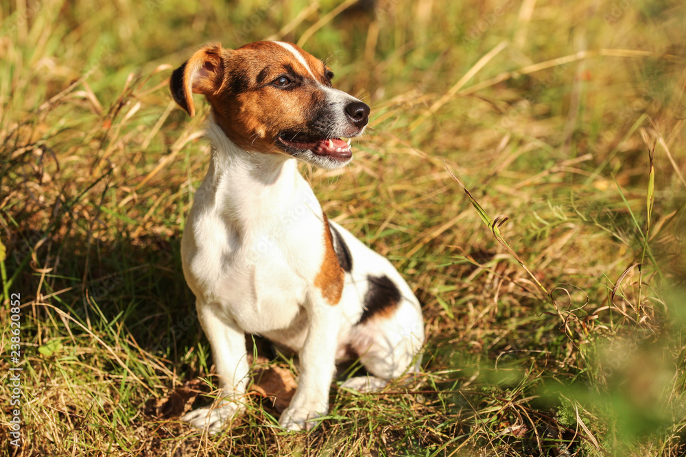 Young Jack Russell terrier sitting in low autumn grass, looking to side, mouth open with teeth visible, afternoon sun shining on her.