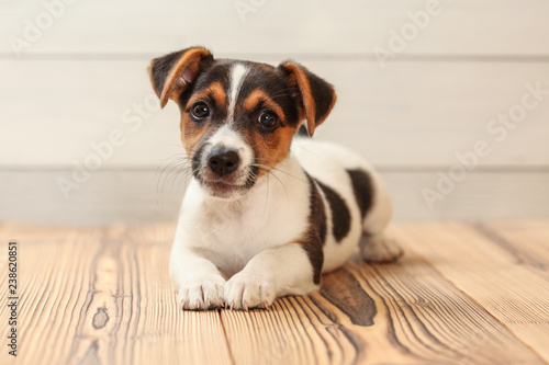 Studio shot - Jack Russell terrier puppy laying on wooden boards floor.