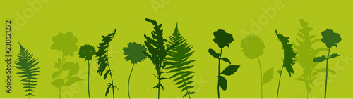 Colorful green twig fern and other plants of nature. Vector Illustration