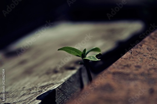young green plant in soil