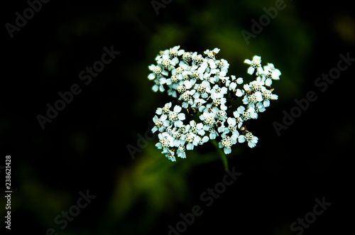 blue flower on a black background