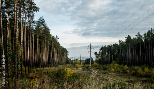 Дорога в лесу
