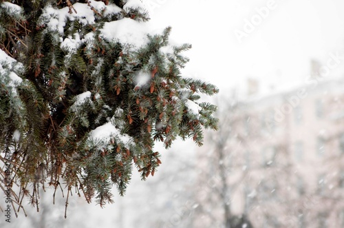 christmas tree in snow