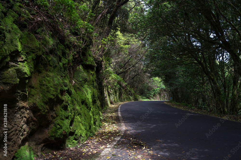 The road through the relict Anaga forest on the slopes of the Macizo de Anaga mountain range. Tenerife. Canary Islands. Spain. The road through the relict Anaga forest on the slopes of the Macizo de Anaga mountain range. Tenerife. Canary Islands. Spain.