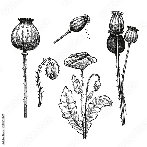 Set of poppy seeds and flowers 