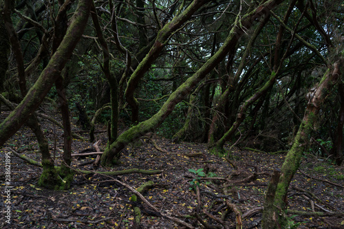 Relict Anaga Forest on the slopes of the Macizo de Anaga mountain range. Tenerife. Canary Islands. Spain.