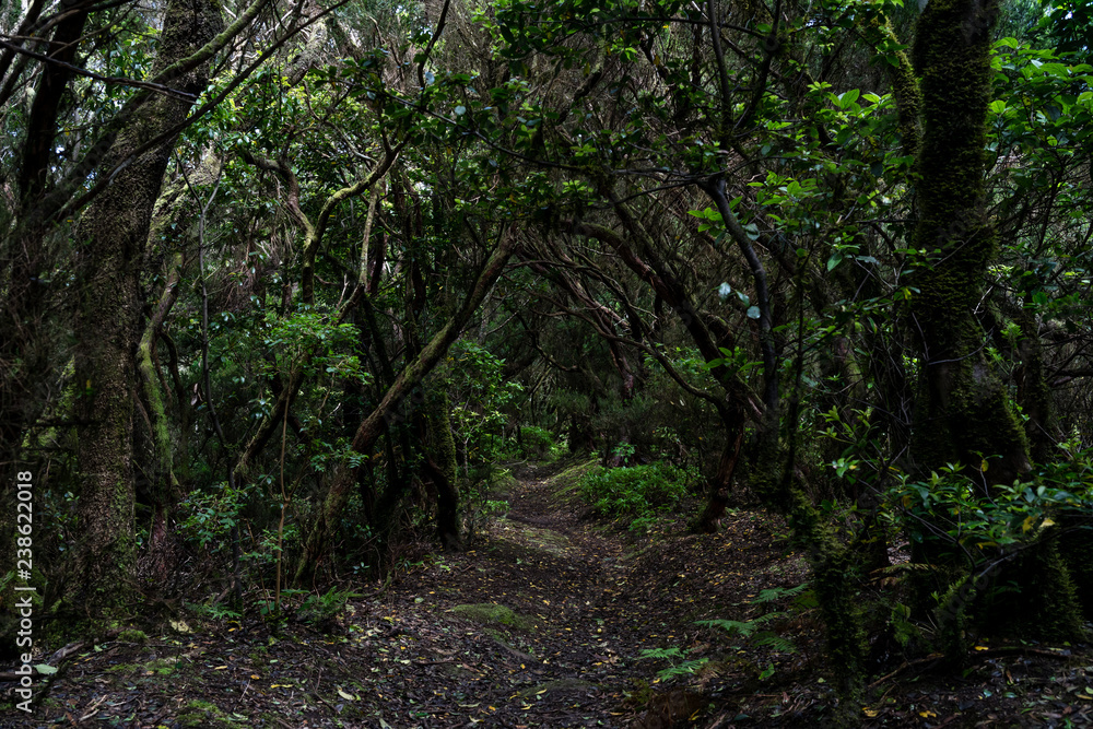 Relict Anaga Forest on the slopes of the Macizo de Anaga mountain range. Tenerife. Canary Islands. Spain. Relict Anaga Forest on the slopes of the Macizo de Anaga mountain range. Tenerife. Canary Islands. Spain.