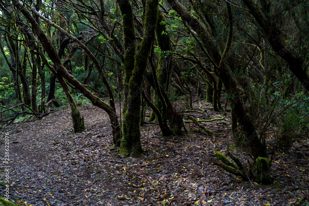 Obraz premium Relict Anaga Forest on the slopes of the Macizo de Anaga mountain range. Tenerife. Canary Islands. Spain.
