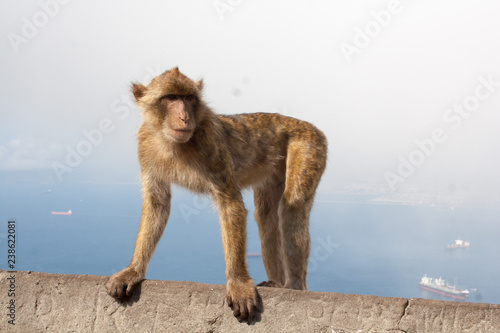 Berberaffe auf Gibraltar vor dem Meer und Nebel