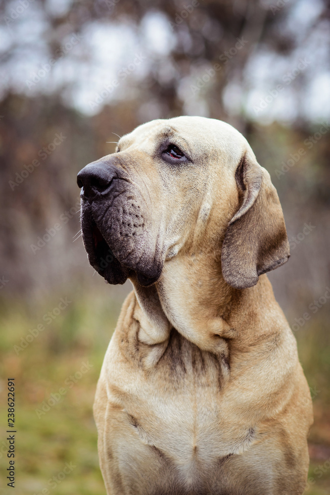 Fila Brasileiro dog portrait, autumn scene Fila Brasileiro dog portrait, autumn scene