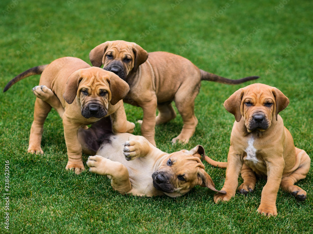 binden van Trein Four Fila Brasileiro (Brazilian Mastiff) puppies having fun Stock Photo |  Adobe Stock