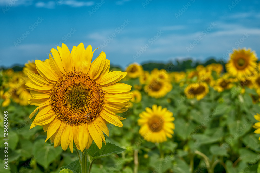 Bee sitting on a sunflower in the middle of the field