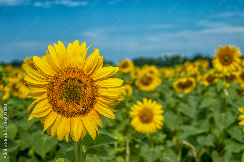Bee sitting on a sunflower in the middle of the field Bee sitting on a sunflower in the middle of the field