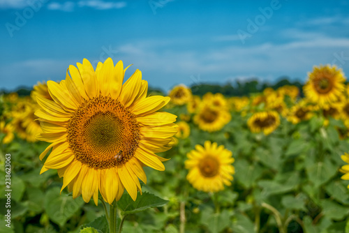 Bee sitting on a sunflower in the middle of the field