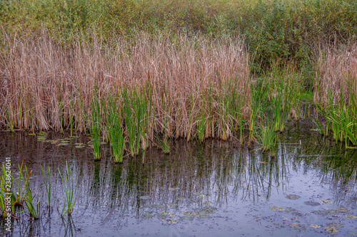 Close up view of grass (Phragmites australis) growing from marsh. Kopački rit Nature Park (Amazon of Europe), Croatia.