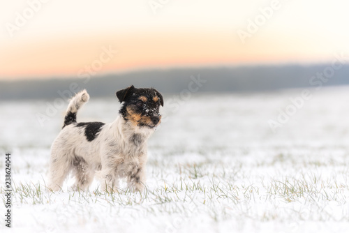 small dog  standing in winter in a white meadow - jack russell terrier