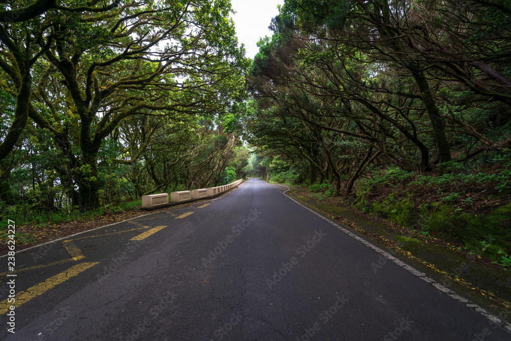 The road through the relict Anaga forest on the slopes of the Macizo de Anaga mountain range. Tenerife. Canary Islands. Spain. The road through the relict Anaga forest on the slopes of the Macizo de Anaga mountain range. Tenerife. Canary Islands. Spain.