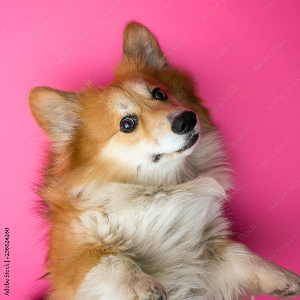 Obraz premium corgi fluffy portrait