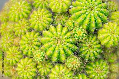Family of bright green cacti of different sizes.