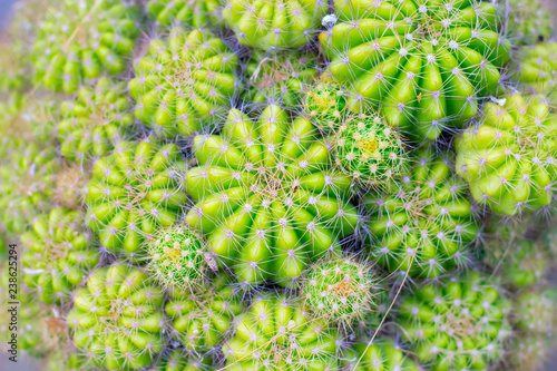 Family of ever green cactus of different sizes.