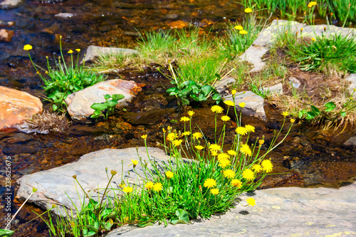 Spring flowers  yellow dandelions.