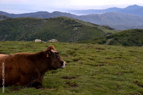 Vache Puy de dome