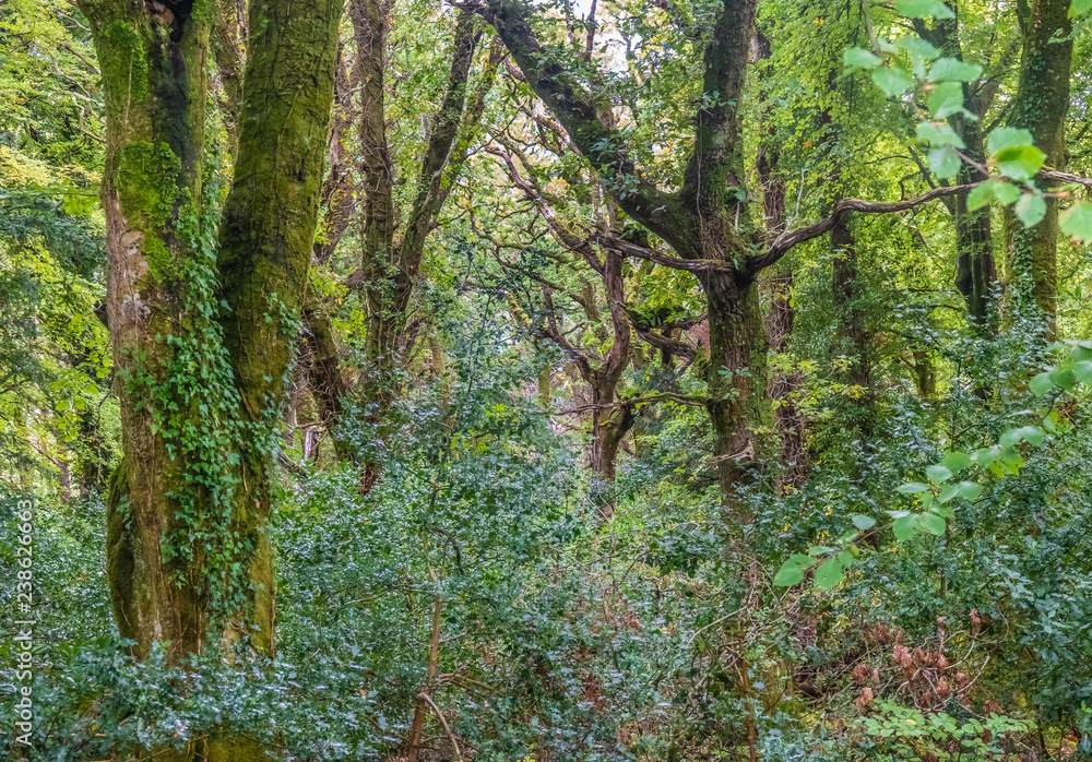 Incredibly lush rain forests, Killarney National Park, County Kerry, Ireland.