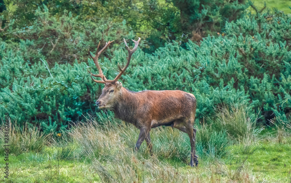 Red deer sightings during the annuall fall rut, including stag battles and the ever present ghost like sounds of the rut, Killarney National Park, County Kerry, Ireland. Red deer sightings during the annuall fall rut, including stag battles and the ever present ghost like sounds of the rut, Killarney National Park, County Kerry, Ireland.