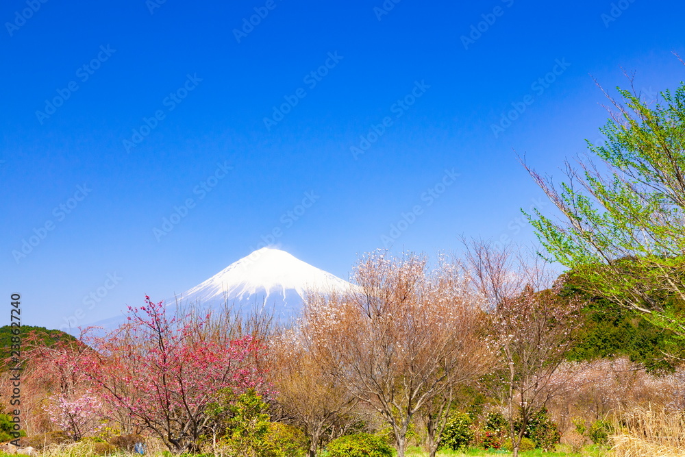 富士山と春の装い、静岡県富士市にて