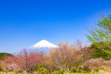富士山と春の装い、静岡県富士市にて