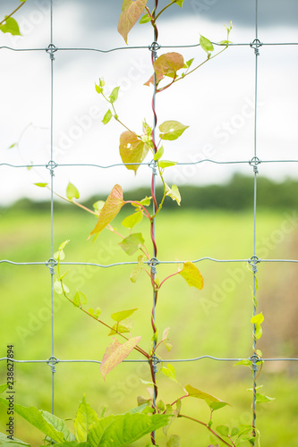 Ivy rambling on fence