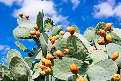 Prickly pear cactus (Opuntia ficus-indica) against blue sky photo