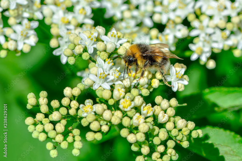Bee macro in green nature - Stock Image Bee macro in green nature - Stock Image