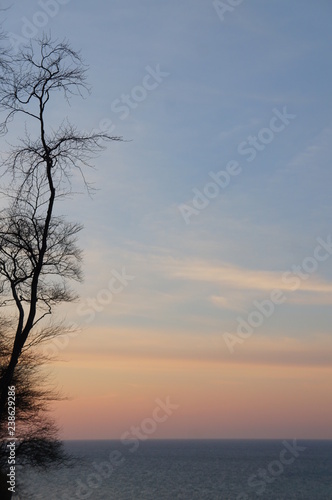 Bäume nahe der Ostsee Küste und Strand in Warnemünde nahe Rostock © Maxim