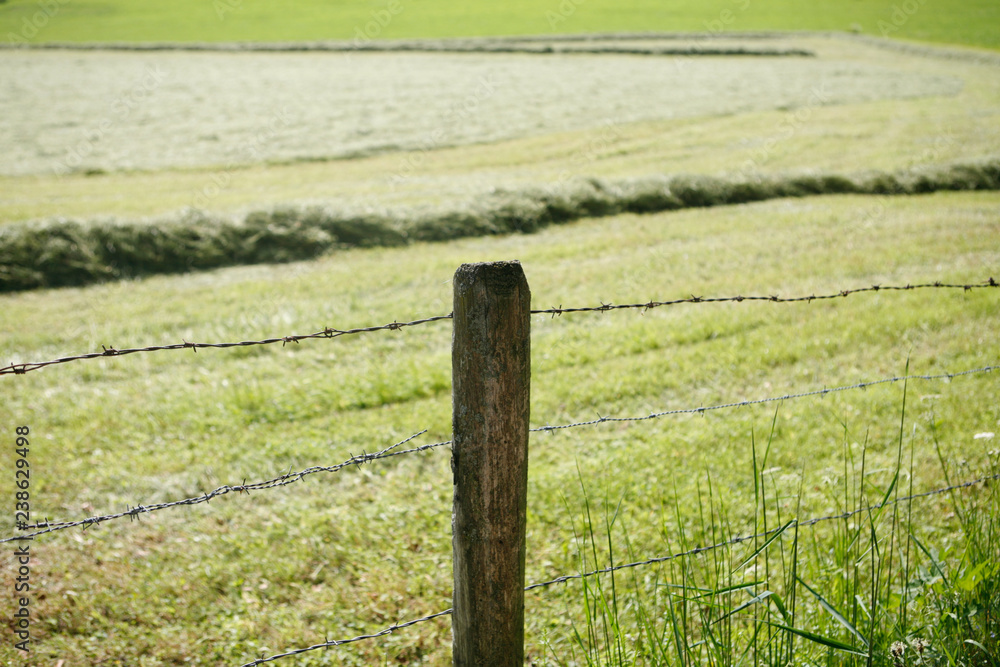 Fencepost and Barb Wire Fence in Front of Field, Grass, Agriculture