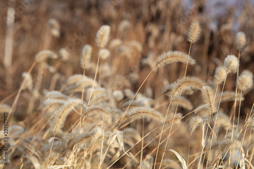Willow in front of winter