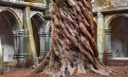 Billede på lærred Striking old yew tree in the central courtyard of the ruins of the Muckross Abbey, founded in 1448 as a Franciscan friary