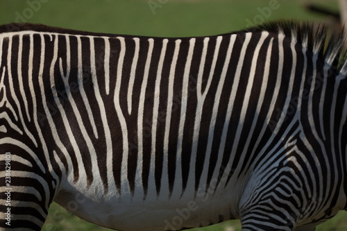 Close up of black and white zebra stripes with green background.